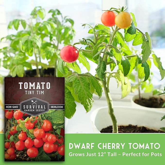Tiny Tim Tomato Seeds - Dwarf Cherry Tomatoes for Planting Indoors or Patio, Compact Heirloom Variety for Containers, High Yield, Non-GMO - Survival Garden Seeds (2 Packs)