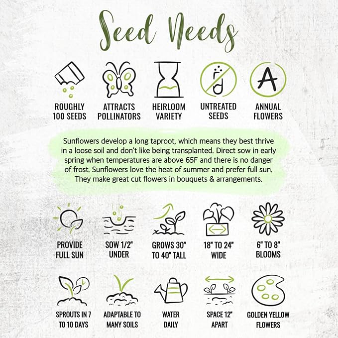 Seed Needs Dwarf Sunflower Seeds for Planting Incredible Sunflowers - Heirloom & Open Pollinated Flowers to Plant an Outdoor Wildflower Garden to Attract Beneficial Pollinators (5 Packs)
