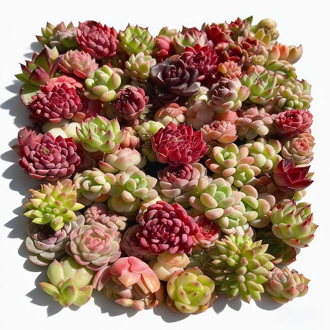 100 Pack Succulent Plants Live, Assorted Succulents Bulk Bare Root, Live Mini Succulent Plants, Easy Care Indoor Outdoor Plants for Beginners, Terrarium DIY Kit, Wedding Party Favors,Desk Decor