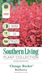 Southern Living Orange Rocket Barberry (1.5 Gallon) Deciduous Shrub with Unique Foliage - Full Sun to Part Shade Live Outdoor Plant American Beauty Berry Forsythia Plant