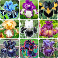 200+ Mixed Color Rare Heirloom Iris Seeds for Planting - Stunning Colors for Your Garden