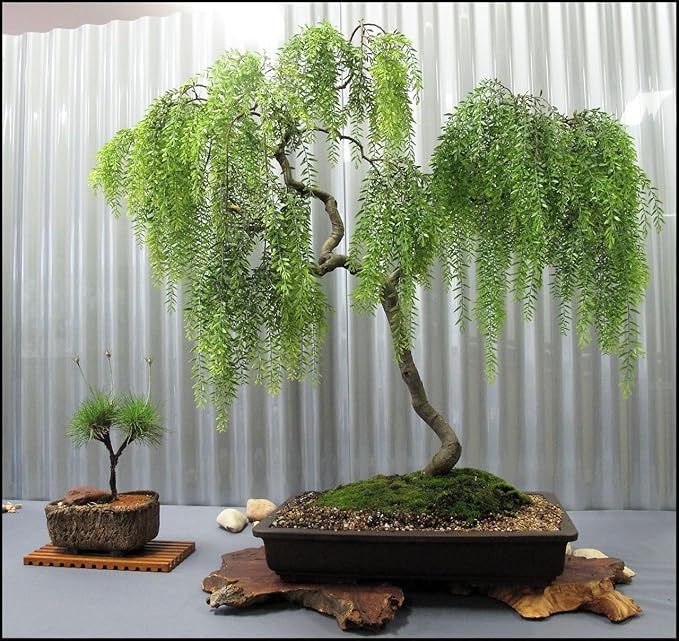 30+Weeping Willow Bonsai Tree Seed-Graceful Bonsai with Drooping Branches, Compact Ornamental Tree for Indoor Outdoor Decor