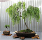 30+Weeping Willow Bonsai Tree Seed-Graceful Bonsai with Drooping Branches, Compact Ornamental Tree for Indoor Outdoor Decor