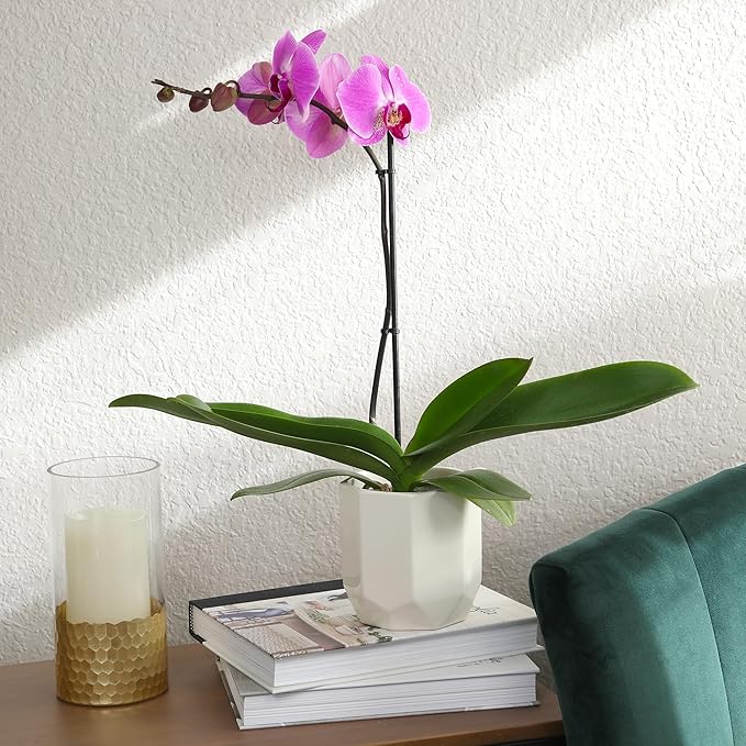 Purple Phalaenopsis Live Orchid Plant Lover Gift & White Orchid Pot, 20-24" Tall, Live Plant Gift, Fresh Orchids Plants Live House Plants, Live Plants Indoor Plants Live Houseplants by Plants for Pets