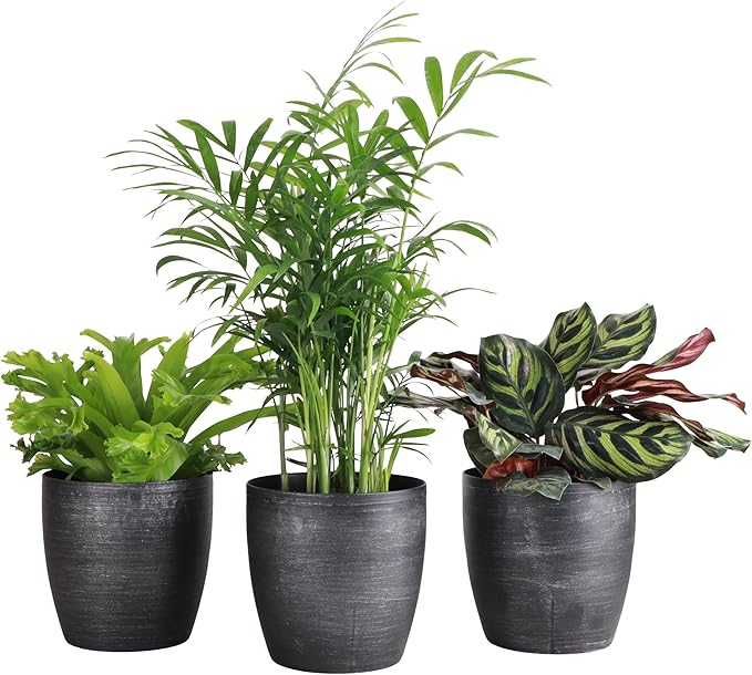 Thorsen's Greenhouse Live Pet Friendly Indoor Houseplants, Live Plants, Safe for Pets, 4" Diameter Pot, 3-Pack (Brushed Silver)