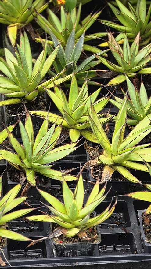 2 Agave Blue Glow in a 3.5" Pot