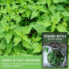 Stinging Nettle Seeds for Planting - Urtica Dioica Medicinal Herb & Edible Perennial - Common Nettle for Tea, Cooking & Wellness - Heirloom Non-GMO - Survival Garden Seeds (3 Packs)