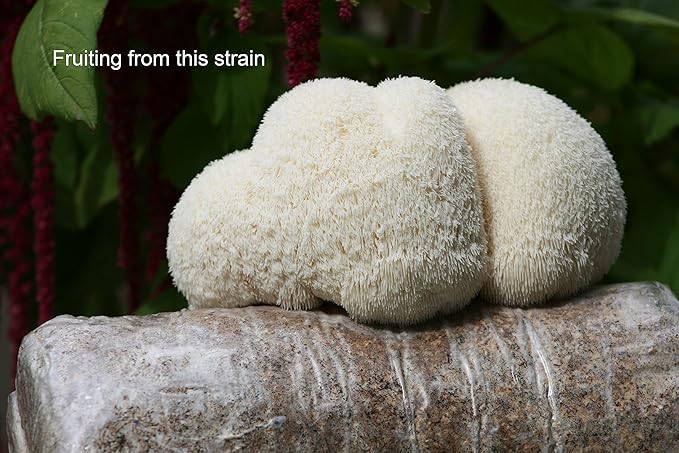 Root Mushroom Farm-Mushroom Liquid Cultures/Lion's Mane(Hericium erinaceus)