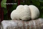 Root Mushroom Farm-Mushroom Liquid Cultures/Lion's Mane(Hericium erinaceus)