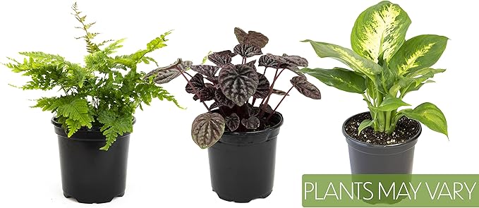 Essential Houseplant Collection (3PK), Easy Plant Varieties, Air Purifying Pack with Real Pothos, Peperomia, & More Popular Live Houseplants for Home or Office by Plants for Pets