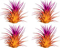 Air Plants - Tillandsia Ionantha - Organically Enhanced Color - Live Arrival Guaranteed - House Plants for Home Decor & Gift (2 Tone 4pk) (2 Tone 4pk Sunrise)