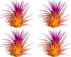 Air Plants - Tillandsia Ionantha - Organically Enhanced Color - Live Arrival Guaranteed - House Plants for Home Decor & Gift (2 Tone 4pk) (2 Tone 4pk Sunrise)