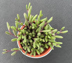 Sprout N Green 4" Ruby Necklace with Vintage Metal Pot, Live Othonna capensis L.H.Bailey Succulent, Purple Hanging Trailing House Plant for Home Office Wedding Decoration DIY Project Party Favor