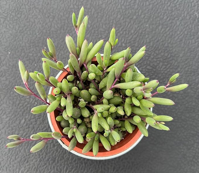 Sprout N Green 4" Ruby Necklace with Vintage Metal Pot, Live Othonna capensis L.H.Bailey Succulent, Purple Hanging Trailing House Plant for Home Office Wedding Decoration DIY Project Party Favor