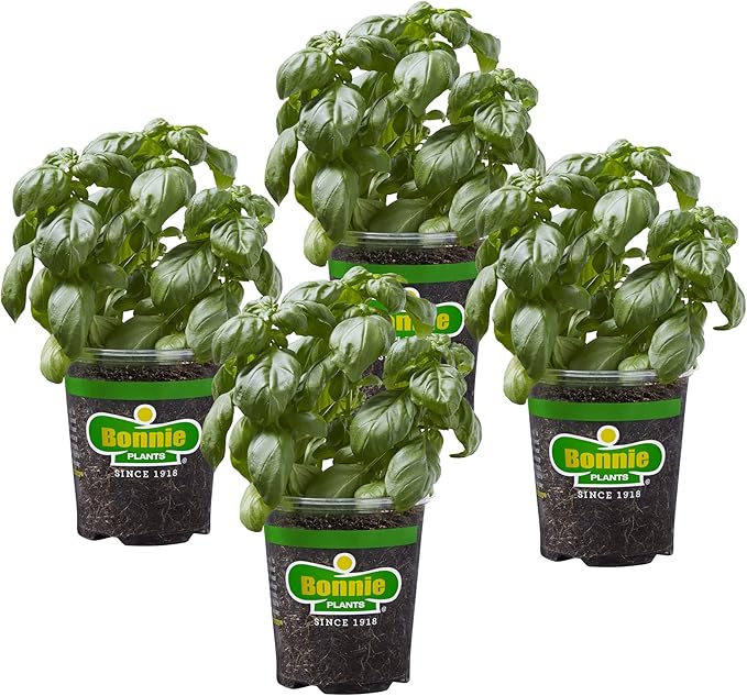 Bonnie Plants Sweet Basil Live Herb Plants - 4 Pack, Warm Season Annual, Italian & Asian Dishes