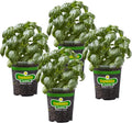 Bonnie Plants Sweet Basil Live Herb Plants - 4 Pack, Warm Season Annual, Italian & Asian Dishes