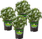 Bonnie Plants Sweet Basil Live Herb Plants - 4 Pack, Warm Season Annual, Italian & Asian Dishes
