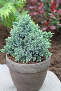 RedCrocus Blue Star Juniper- Compact Evergreen Conifer for Landscapes, Rock Gardens & Containers, Hardy in Zones 4-8, Drought-Tolerant, Pet-Safe 3 Gallon
