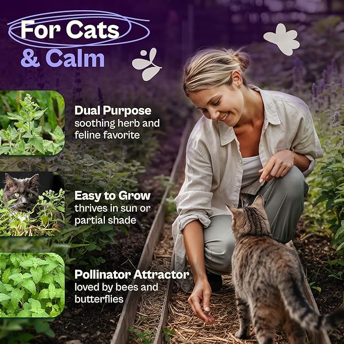 SVI 2500 Catnip Seeds (Nepeta cataria) – Catmint, Best Catnip for Cats Seed Packets, Heirloom Cat Nip Herb Seeds – Outdoor & Indoor Herb Garden, Containers, Herbs Beds