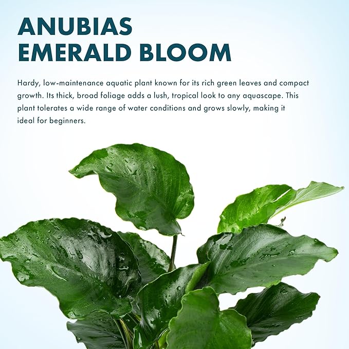 SubstrateSource Live Jungle Plants - Anubias Emerald Bloom (Anubias barteri) - Compact Epiphytic Rhizome Plant for Midground Freshwater Aquascapes, Emerald Green Accent - Pot
