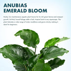 SubstrateSource Live Jungle Plants - Anubias Emerald Bloom (Anubias barteri) - Compact Epiphytic Rhizome Plant for Midground Freshwater Aquascapes, Emerald Green Accent - Pot