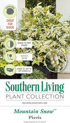 Mountain Snow Pieris (2 Gallon) Blooming Evergreen Shrub with White Flowers - Part Shade to Shade Live Outdoor Plant