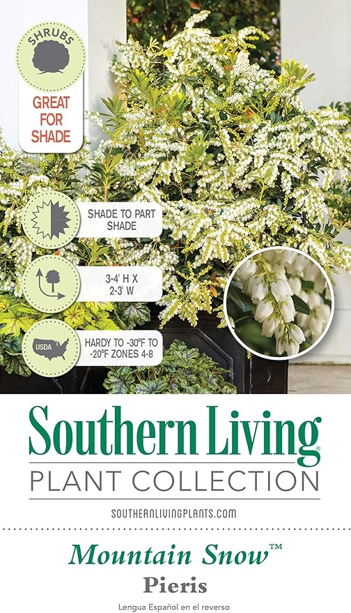 Mountain Snow Pieris (2 Gallon) Blooming Evergreen Shrub with White Flowers - Part Shade to Shade Live Outdoor Plant