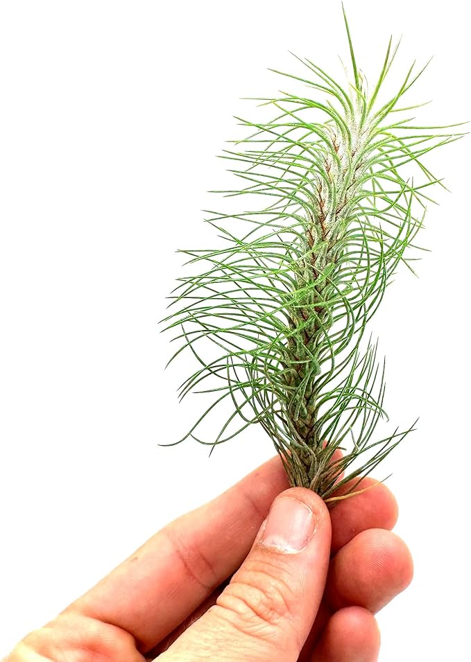 ragnaroc Air Plants - Colombian Tillandsia Funckiana, Large 5" - 3ct - Live Arrival Guaranteed - House Plants for Home Decor & Gift