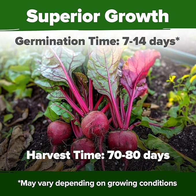 HOME GROWN Dill Seeds 2028 & Tendersweet Carrots 6000 & Detroit Dark Red Beet 500