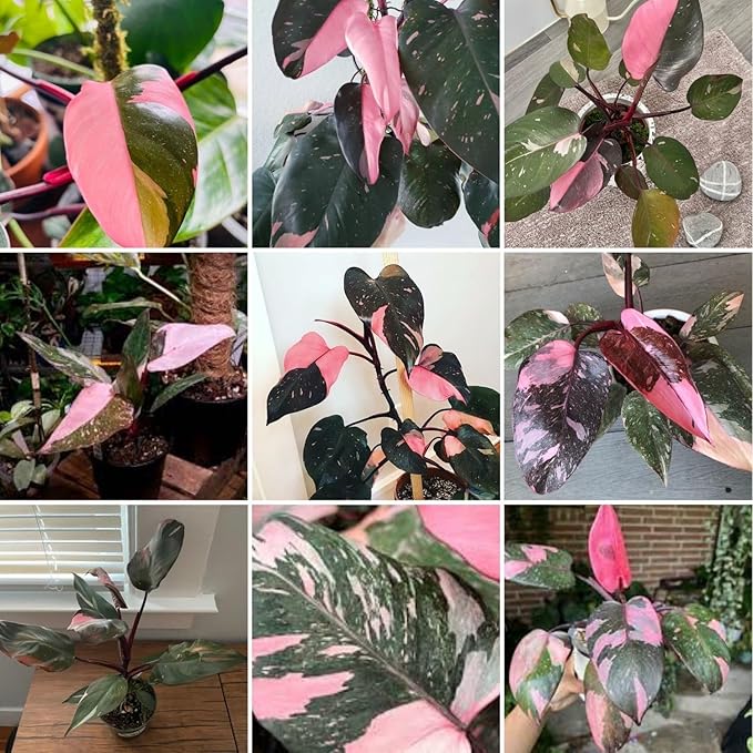 Variegated Philodendron Live Plant, Rare Indoor Houseplant Live Well Rooted 5-7 Inches, Container Growing, Home Office Decor (Pink Philodendron)