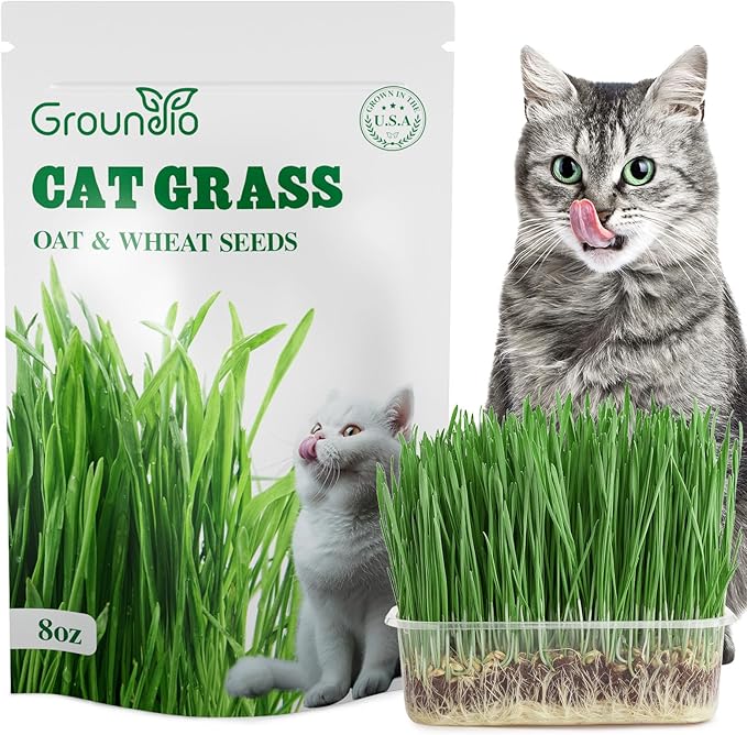Groundio Cat Grass Seeds 8oz, Non-GMO Wheat Cat Grass Seeeds & Oat Seeds Mix, High Germination Cat Grass Seeds Grown in USA for Indoor Cats