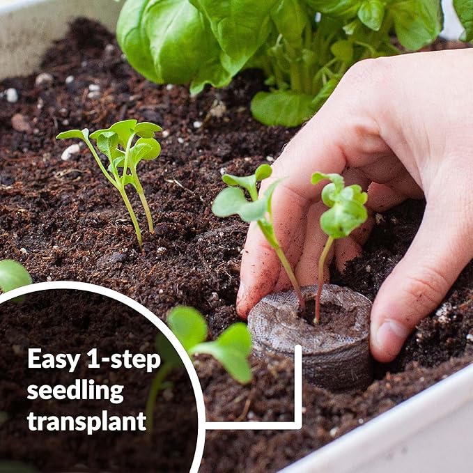 Jiffy Plant Germination Kit - Greenhouse Starter Kit, Lightweight, GMO Free - 72 Cell, 2 Pack - Peat/Plastic