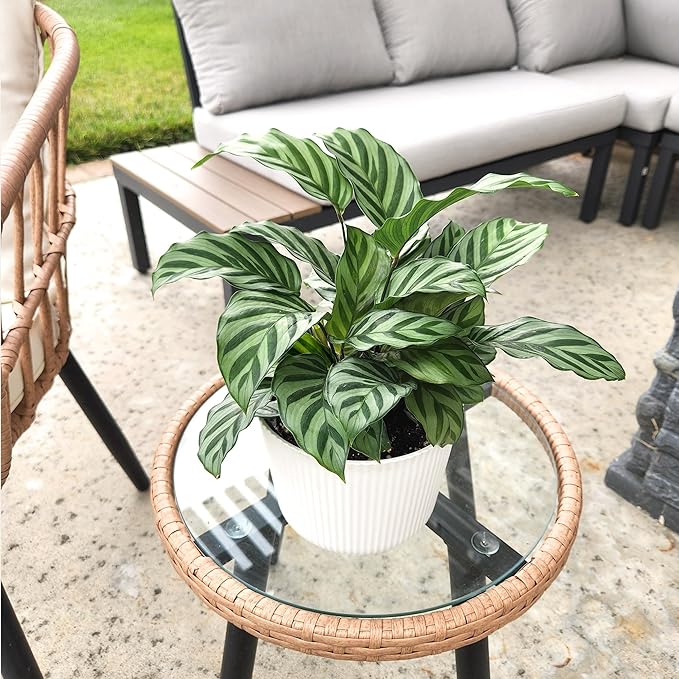 Plants for Pets Peacock Calathea 'Freddie', Pet Friendly Prayer Decor in 6" White Pot, Live Houseplant Gift, Cat Safe, Decorative Desk House Plants by Plants for Pets