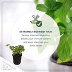 Live Aromatic and Edible Herb - Parsley (4 Per Pack), Boosts Immune System, 8" Tall by 4" Wide
