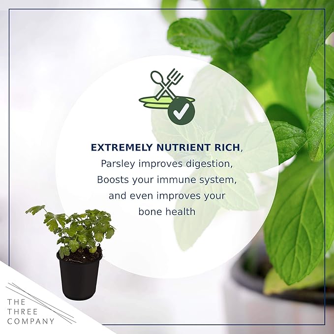 Live Aromatic and Edible Herb - Parsley (4 Per Pack), Boosts Immune System, 8" Tall by 4" Wide