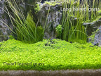 2 Pack Live Aquarium Plants S.e.e.ds - Dwarf Leaf and Long Hair Combo for Aquarium Fish Tank (0.35oz Each)