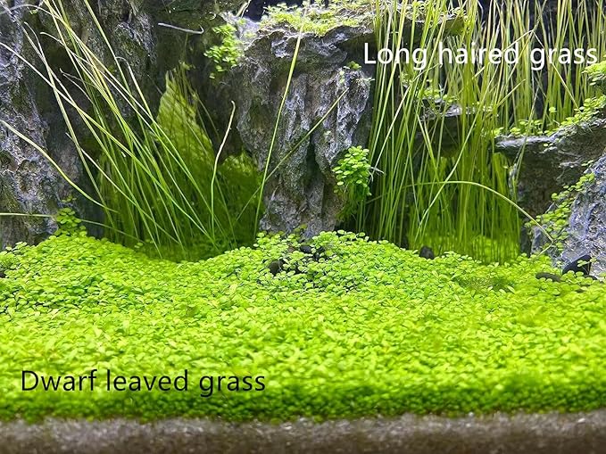 2 Pack Live Aquarium Plants S.e.e.ds - Dwarf Leaf and Long Hair Combo for Aquarium Fish Tank (0.35oz Each)