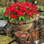 CITYES 4 Pcs Artificial Flowers Outdoor Impatiens UV Resistant Silk Impatiens Flowers Red Faux Flowers Impatiens Bushes Artificial Impatiens for Pot Patio Lawn Garden Hanging Basket Porch Decor