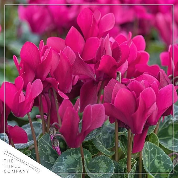 Live Flowering Cyclamen - Purple with White Edges - Long Lasting Indoor Blooms - Beautiful Deco Cover - 12" Tall by 6" Wide in 1 Qt Pot