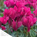 Live Flowering Cyclamen - Purple with White Edges - Long Lasting Indoor Blooms - Beautiful Deco Cover - 12" Tall by 6" Wide in 1 Qt Pot