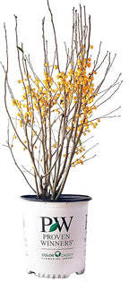 Proven Winners - Ilex verticillata Berry Heavy Gold (Winterberry) Shrub, gold berries, #2 - Size Container