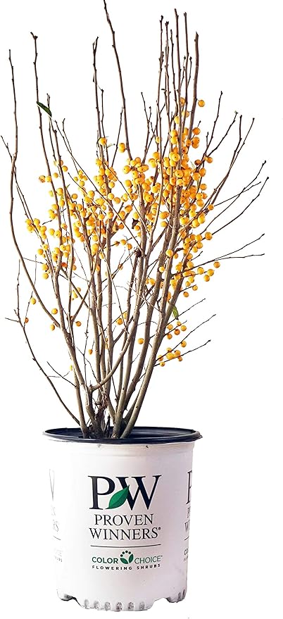 Proven Winners - Ilex verticillata Berry Heavy Gold (Winterberry) Shrub, gold berries, #2 - Size Container