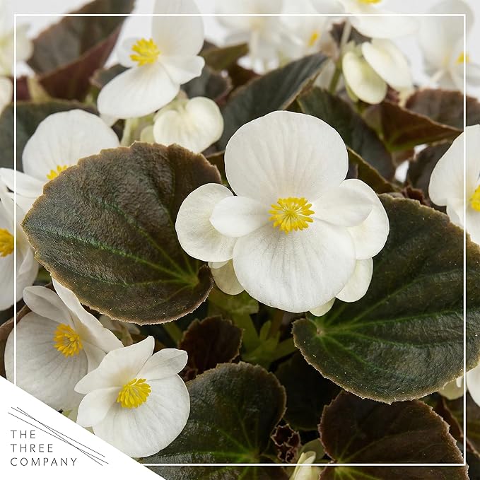 Live Begonia - Dark Leaf Cocktail White (4 Per Pack), Beautiful Shade Annual, Ships 8" Tall by 4" Wide in 1 Pt Pot