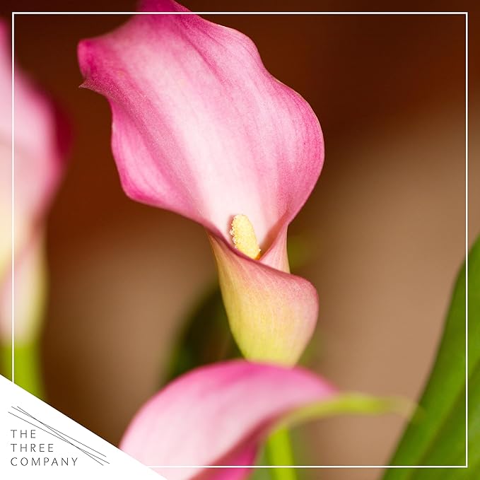 Live Flowering Calla Lily (2 Plants Per Pack) - Pink, 3+ Blooms - Beautiful Spring Perennial - 12" Tall by 5" Wide in 1 Qt Pot