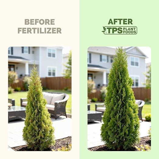 Arborvitae Tree Fertilizer – Liquid Plant Food for Fuller Green Foliage, Faster Growth & Stronger Root Development, 8 oz