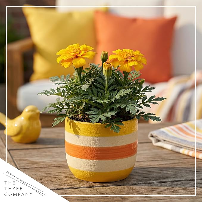 Live Flowering Marigold - Durango Yellow (4 Per Pack), Beautiful Spring Color, 8" Tall by 4" Wide in 1 Pt Pot