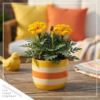 Live Flowering Marigold - Durango Yellow (4 Per Pack), Beautiful Spring Color, 8" Tall by 4" Wide in 1 Pt Pot