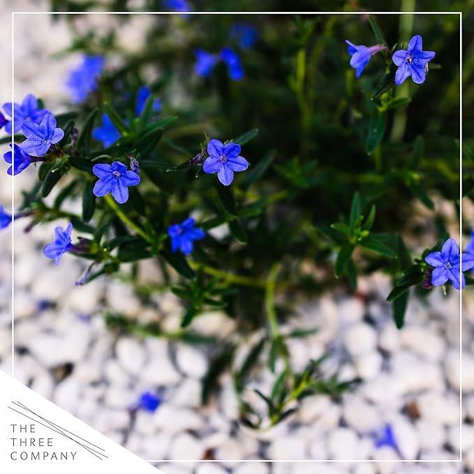 Live Flowering Blue Lithodora - Beautiful Creeping/Trailing Perennial - Healthy Spring Plant - 8" Tall by 6" Wide in 2.5 Qt Pot