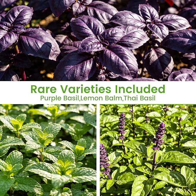 Herb Seeds 15-Pack – 4,500+ Non-GMO Heirloom Seeds for Planting – Indoor & Outdoor Herb Garden Kit with Basil, Cilantro, Rosemary, Thyme, Dill, Sage – Medicinal & Culinary Herb Seeds Variety Pack