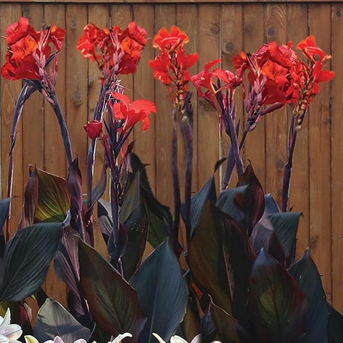 Chalily Canna ‘Australia’, a Great Live Pond Plant for Your Water Garden. Filters The koi and Goldfish Pond. Good for Bogs, Plant Shelf or Shallow Water This marginal Aquatic is a Real Beauty